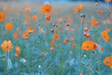 作例からオールドレンズ を探してみる